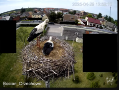 2025-04-29 21_31_52-Bocian Wojtek i jego rodzinka z Orzechowa - Żerkowsko-Czeszewski Park Krajobrazo.png