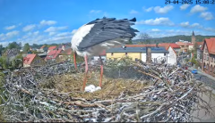 2025-04-29 21_37_55-Bociany Białe Polanów - gniazdo na żywo Sezon 2025 _ Pollnow White Stork - nest .png