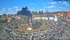 2025-04-29 21_38_03-Bociany Białe Polanów - gniazdo na żywo Sezon 2025 _ Pollnow White Stork - nest .png