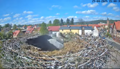 2025-04-29 21_38_08-Bociany Białe Polanów - gniazdo na żywo Sezon 2025 _ Pollnow White Stork - nest .png