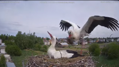2025-04-29 21_58_46-bociany-online.pl - gniazdo - LIVE - YouTube - Maxthon.png