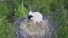 2025-04-29 22_20_44-Bociany Macieja - Bociany na żywo. Live stream from Stork nest 24h - YouTube - M.png