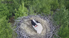 2025-04-29 22_20_56-Bociany Macieja - Bociany na żywo. Live stream from Stork nest 24h - YouTube - M.png