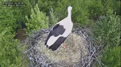 2025-04-29 22_29_24-Bociany Macieja - Bociany na żywo. Live stream from Stork nest 24h - YouTube - M.png