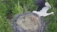 2025-04-29 22_29_29-Bociany Macieja - Bociany na żywo. Live stream from Stork nest 24h - YouTube - M.png