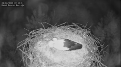2025-04-29 22_29_37-Bociany Macieja - Bociany na żywo. Live stream from Stork nest 24h - YouTube - M.png
