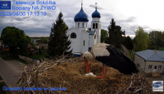 2025-04-30 20_29_02-Gniazdo Bocianie - Telewizja Sokółka [NA ŻYWO] _ IP Camera_ Stork's nest [LIVE] .png