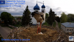2025-04-30 20_29_25-Gniazdo Bocianie - Telewizja Sokółka [NA ŻYWO] _ IP Camera_ Stork's nest [LIVE] .png