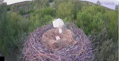 2025-04-30 21_48_48-Wodociągi Ostrołęka – transmisja na żywo - YouTube – Brave.png