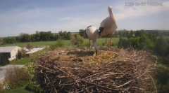 2025-04-30 22_08_22-Bociany - Raszków - YouTube – Brave.png