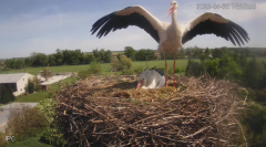 2025-04-30 22_08_37-Bociany - Raszków - YouTube – Brave.png