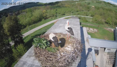 2025-04-30 22_15_18-[stimotion.pl] Bociany w Rzepedzi - YouTube – Brave.png