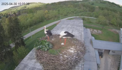 2025-04-30 22_16_41-[stimotion.pl] Bociany w Rzepedzi - YouTube – Brave.png
