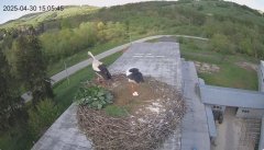 2025-04-30 22_16_46-[stimotion.pl] Bociany w Rzepedzi - YouTube – Brave.png
