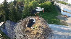2025-04-30 22_24_44-Bociany Ustroń - transmisja na żywo - YouTube – Brave.png