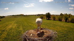 2025-04-30 22_52_09-Gniazdo bocianie w Czemiernikach, pow. radzyński, Lubelszczyzna - YouTube – Brav.png