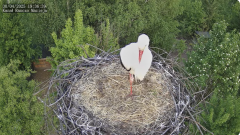 2025-04-30 22_57_43-Bociany Macieja - Bociany na żywo. Live stream from Stork nest 24h - YouTube – B.png