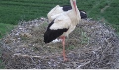 IMG_1082.jpeg
