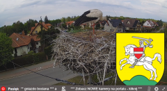 2025-05-02 16_06_53-BOCIANY kamera na żywo z gniazda w Pasłęku – Brave.png