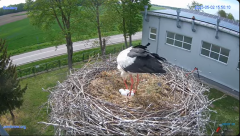 2025-05-02 21_48_41-#Gniazdo #Bocian #nażywo #nature #kamera #Zambrow #WhiteStork #nest #ptaki #pola.png