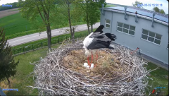 2025-05-02 21_48_54-#Gniazdo #Bocian #nażywo #nature #kamera #Zambrow #WhiteStork #nest #ptaki #pola.png