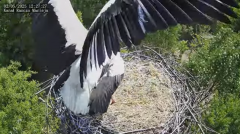 2025-05-02 22_13_09-Bociany Macieja - Bociany na żywo. Live stream from Stork nest 24h - YouTube - M.png