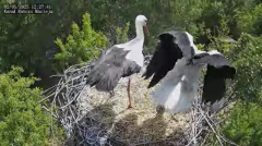 2025-05-02 22_13_23-Bociany Macieja - Bociany na żywo. Live stream from Stork nest 24h - YouTube - M.png
