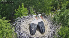 2025-05-02 22_17_27-Bociany Macieja - Bociany na żywo. Live stream from Stork nest 24h - YouTube - M.png
