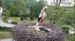 2025-05-03 12_46_48-Tyrawa Wołoska - gniazdo bocianie - YouTube - Maxthon.png