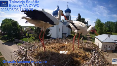 2025-05-03 13_09_44-Gniazdo Bocianie - Telewizja Sokółka [NA ŻYWO] _ IP Camera_ Stork's nest [LIVE] .png