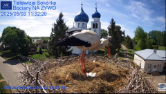 2025-05-03 13_11_59-Gniazdo Bocianie - Telewizja Sokółka [NA ŻYWO] _ IP Camera_ Stork's nest [LIVE] .png