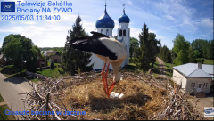 2025-05-03 13_12_09-Gniazdo Bocianie - Telewizja Sokółka [NA ŻYWO] _ IP Camera_ Stork's nest [LIVE] .png
