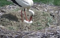 IMG_1223.jpeg