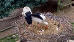 IMG_1338.jpeg