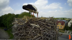 2025-05-03 21_03_17-Bocian - Krajewice - Gmina Gostyń - YouTube – Brave.png