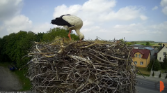 2025-05-03 21_03_41-Bocian - Krajewice - Gmina Gostyń - YouTube – Brave.png