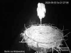 2025-05-03 22_20_07-Bociany w Siemkowicach - to już maj, deszczowa noc - YouTube – Brave.png
