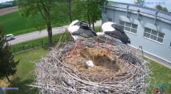 2025-05-03 22_24_01-#Gniazdo #Bocian #nażywo #nature #kamera #Zambrow #WhiteStork #nest #ptaki #pola.png