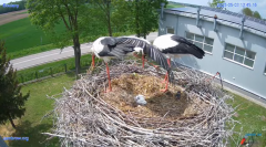 2025-05-03 22_24_13-#Gniazdo #Bocian #nażywo #nature #kamera #Zambrow #WhiteStork #nest #ptaki #pola.png