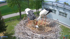 2025-05-03 22_24_22-#Gniazdo #Bocian #nażywo #nature #kamera #Zambrow #WhiteStork #nest #ptaki #pola.png