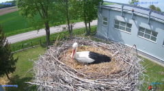 2025-05-03 22_24_29-#Gniazdo #Bocian #nażywo #nature #kamera #Zambrow #WhiteStork #nest #ptaki #pola.png