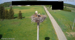 2025-05-03 22_33_51-Bociany Żabno - YouTube – Brave.png