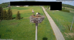 2025-05-03 22_34_58-Bociany Żabno - YouTube – Brave.png