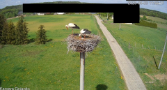 2025-05-03 22_35_29-Bociany Żabno - YouTube – Brave.png