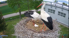 2025-05-04 13_23_09-#Gniazdo #Bocian #nażywo #nature #kamera #Zambrow #WhiteStork #nest #ptaki #pola.png