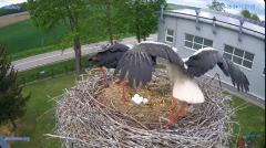 2025-05-04 13_23_30-#Gniazdo #Bocian #nażywo #nature #kamera #Zambrow #WhiteStork #nest #ptaki #pola.png