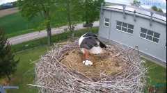 2025-05-04 13_24_57-#Gniazdo #Bocian #nażywo #nature #kamera #Zambrow #WhiteStork #nest #ptaki #pola.png