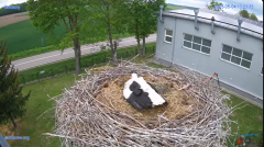 2025-05-04 13_25_15-#Gniazdo #Bocian #nażywo #nature #kamera #Zambrow #WhiteStork #nest #ptaki #pola.png