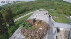 2025-05-04 21_52_00-[stimotion.pl] Bociany w Rzepedzi - YouTube - Maxthon.png