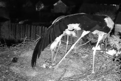IMG_1980.jpeg